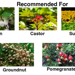 Chipku Tobacco Caterpillar Lure (10 Pieces) for Cotton, Sunflower, Groundnut, etc.